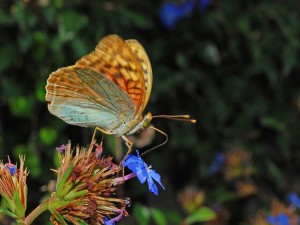 Mariposa Pandora libando una flor