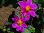 Mariposa sobre una flor púrpura