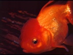 Oranda naranja (Goldfish)