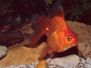 Postal: Ryukin (Goldfish)