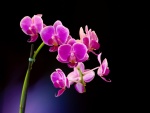 Una delicada orquídea violeta
