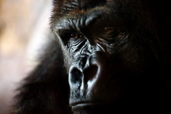 La mirada inteligente de un gorila