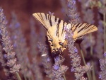 Mariposa podalirio (Iphiclides podalirius) en una flor de lavanda
