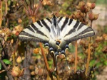 Mariposa podalirio (Iphiclides podalirius), también llamada "chupa leche"