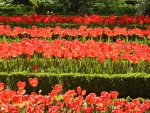 Parterres de tulipanes