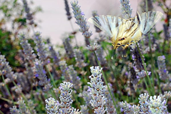 Mariposa Podalirio sobre un campo de lavanda