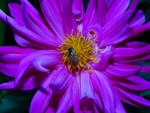 Flor de Dahlia con un insecto en su interior