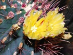 Flores de cactus amarillas