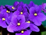 Violetas africanas (Saintpaulia) con gotas de agua