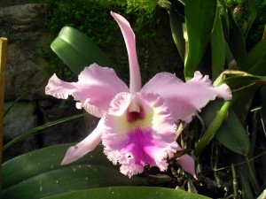 Una orquídea de color rosa claro