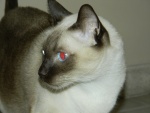 Gato siamés con los ojos azules y rojos