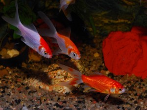 Grupo de peces rojos comunes (Goldfish)