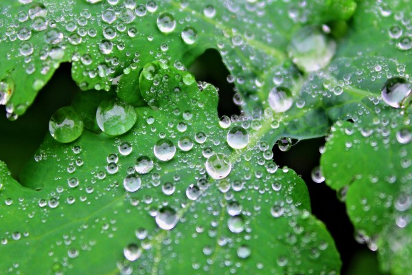Perfectas gotas de agua en unas hojas verdes
