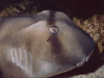 Cabeza de tiburón de Port Jackson (Heterodontus portusjacksoni)