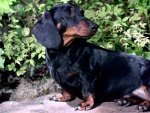 Dachshund (perro salchicha) de color negro