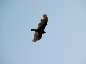 Águila surcando el cielo