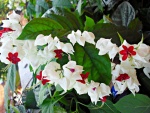 Florecillas blancas y rojas