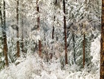 Una gran nevada sobre los árboles