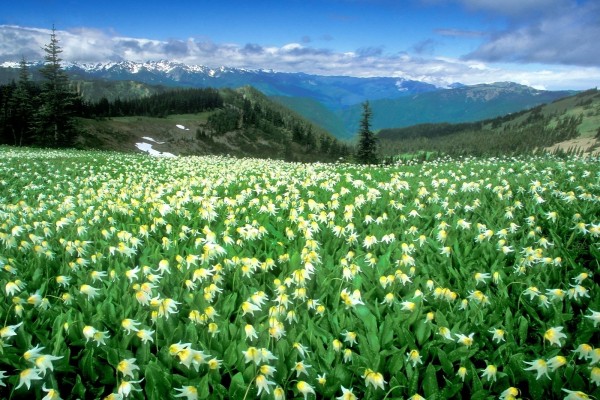 Campo de flores en el Parque nacional Olympic, Washington, Estados Unidos