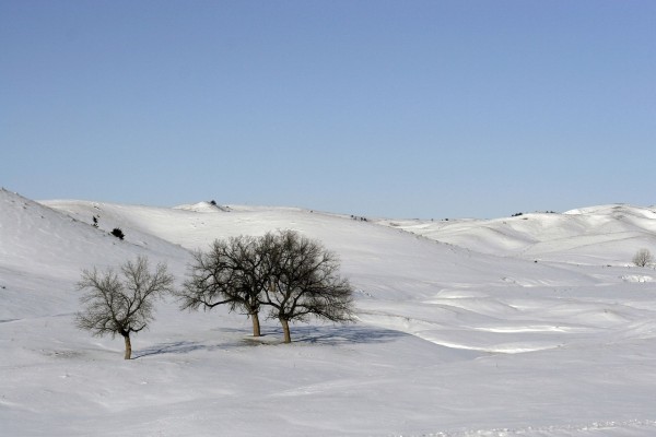Árboles solitarios en un paisaje nevado