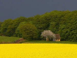 Cabaña en un campo amarillo