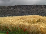 Trigo y amapolas junto a un muro de piedra