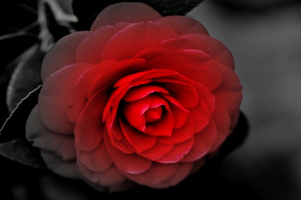 Hermosa rosa de un rojo encendido