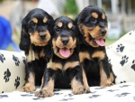 Tres cachorros de colores negro y marrón
