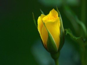 Pimpollo de rosa amarillo