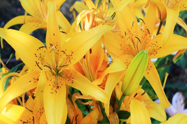 Lilium amarillos
