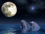 Delfines a la luz de la Luna