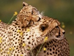 Amor entre guepardos