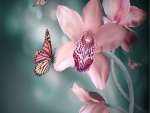 Mariposa sobre una orquídea rosa