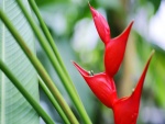 Exótica flor roja