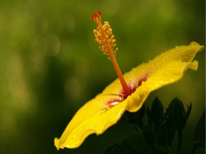 Postal: Hibiscus amarillo