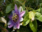 Flor de la pasión (Passiflora)