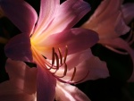 Lilium rosado