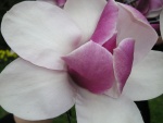 Una delicada magnolia