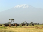 Manada de elefantes africanos