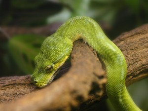 Postal: Serpiente verde