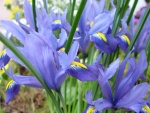 Lirio español (Iris xiphium)