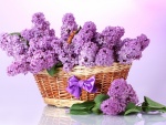 Flores lilas en una cesta
