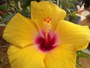 Postal: Hibiscus amarillo y rojo