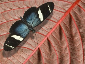 Mariposa "Heliconius sara"