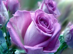 Rosas con pétalos lilas