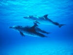 Delfines Pintados o Delfines Manchados del Atlántico (Stenella frontalis)