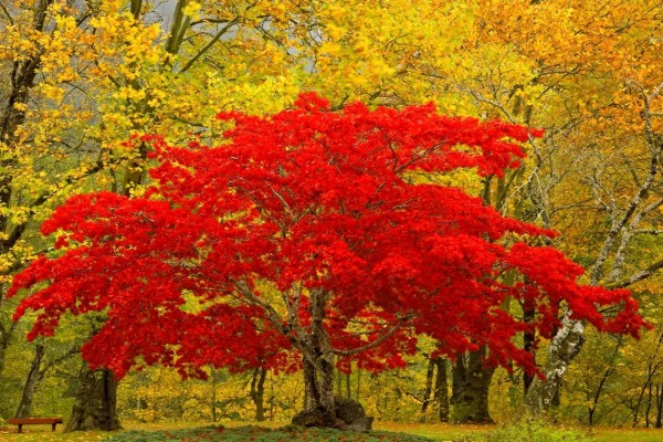 Árbol de hojas rojas en Newhalem, Washington