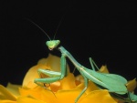 Mantis sobre una rosa amarilla