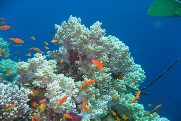 Banco de corales y peces naranjas