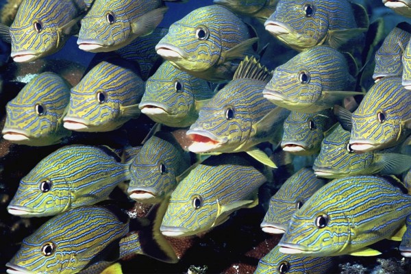 Banco de peces amarillos con rayas azules